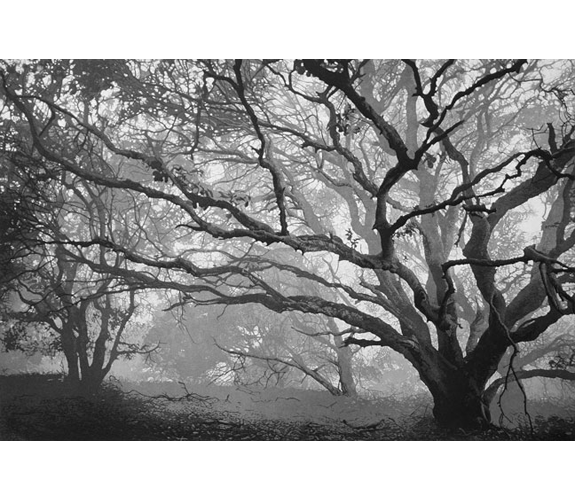 Stephen McMillan "Winter Oaks 2"